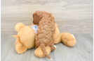 Cavapoo Puppy for Adoption