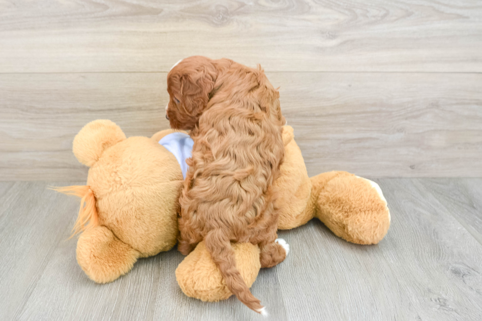 Cavapoo Puppy for Adoption