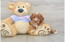 Best Cavapoo Baby
