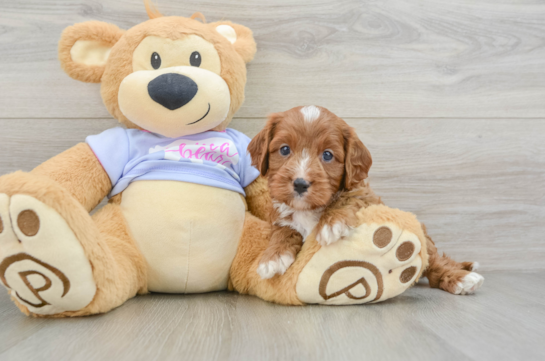 Best Cavapoo Baby