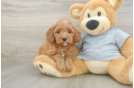 Petite Cavapoo Poodle Mix Pup
