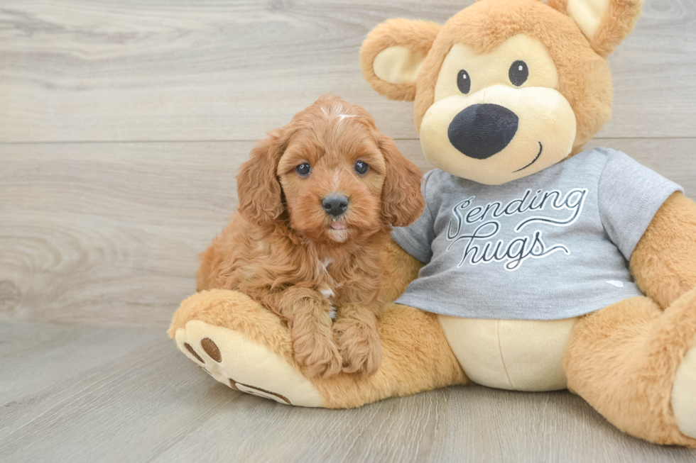 Petite Cavapoo Poodle Mix Pup