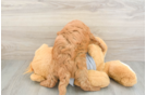 Playful Cavapoodle Poodle Mix Puppy
