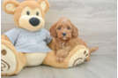 Happy Cavapoo Baby