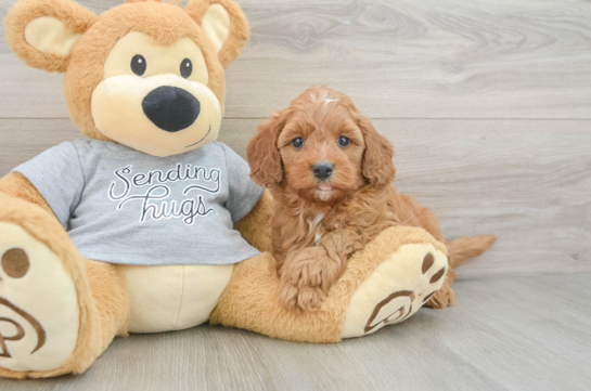 Happy Cavapoo Baby