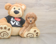 7 week old Cavapoo Puppy For Sale - Simply Southern Pups