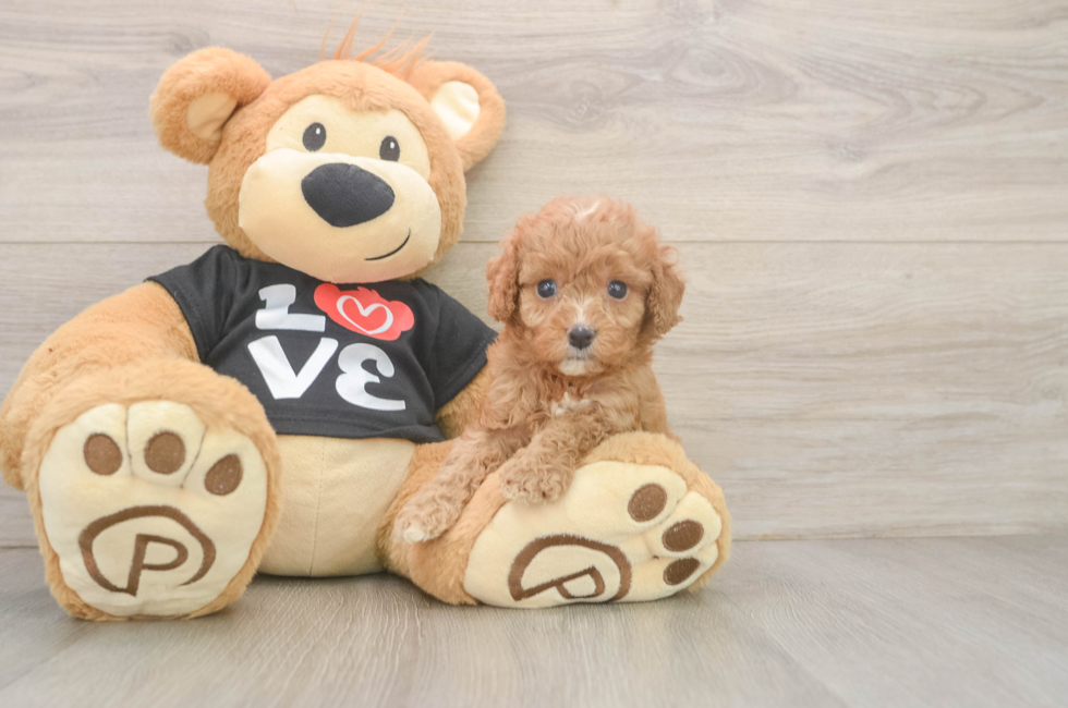 6 week old Cavapoo Puppy For Sale - Simply Southern Pups