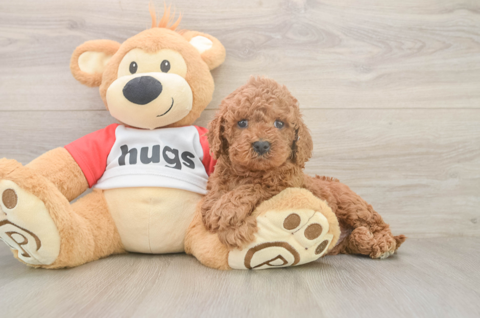 5 week old Cavapoo Puppy For Sale - Simply Southern Pups