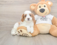 8 week old Cavapoo Puppy For Sale - Simply Southern Pups