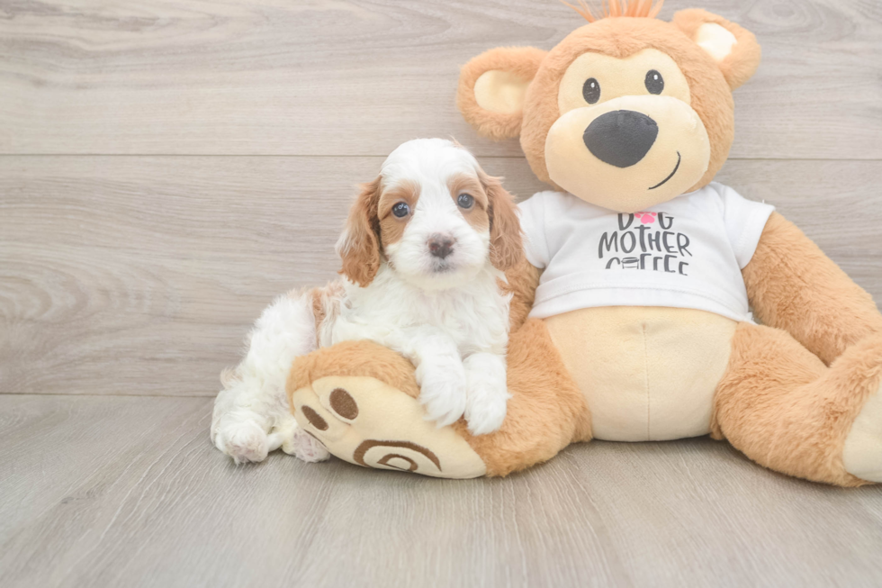 Meet Ellis - our Cavapoo Puppy Photo  1/3 - Simply Southern Pups Best Cavapoo Baby
