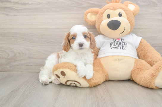 6 week old Cavapoo Puppy For Sale - Simply Southern Pups Best Cavapoo Baby