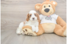 Meet Ellis - our Cavapoo Puppy Photo  1/3 - Simply Southern Pups Best Cavapoo Baby
