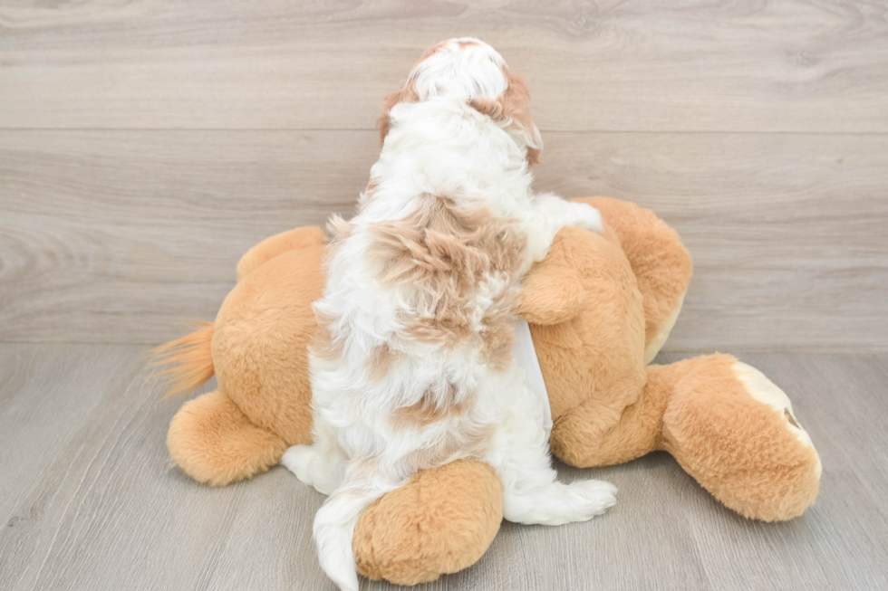 Meet Ellis - our Cavapoo Puppy Photo  3/3 - Simply Southern Pups Popular Cavapoo Poodle Mix Pup