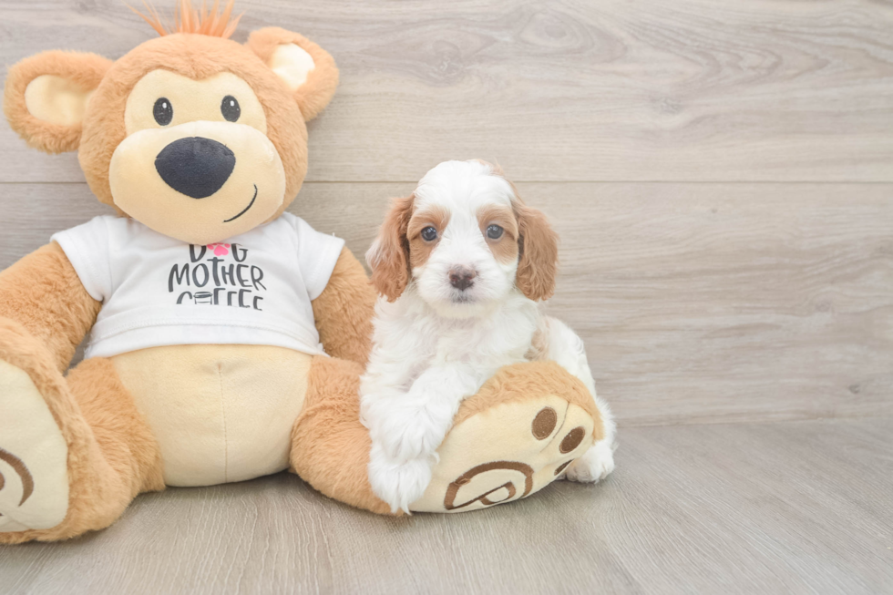 Meet Ellis - our Cavapoo Puppy Photo  2/3 - Simply Southern Pups Cavapoo Puppy for Adoption