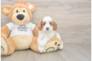 Meet Ellis - our Cavapoo Puppy Photo  2/3 - Simply Southern Pups Cavapoo Puppy for Adoption