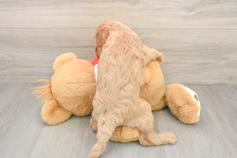 Popular Cavapoo Poodle Mix Pup