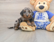 7 week old Cavapoo Puppy For Sale - Simply Southern Pups