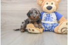 Funny Cavapoo Poodle Mix Pup