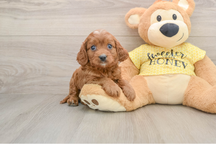 Petite Cavapoo Poodle Mix Pup