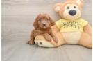 Petite Cavapoo Poodle Mix Pup