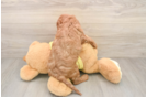 Cavapoo Puppy for Adoption