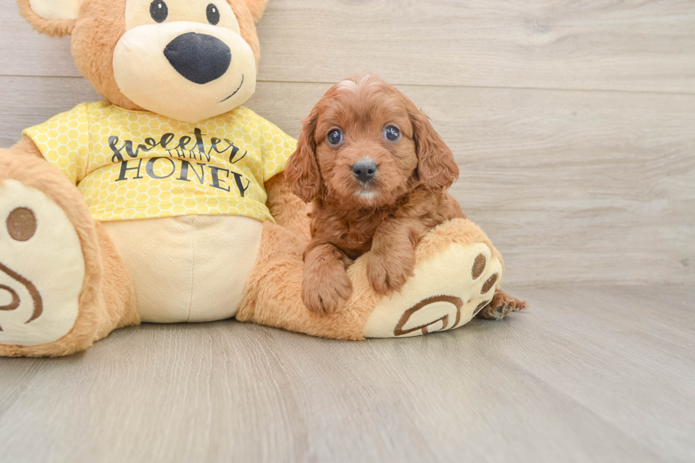 Cavapoo Puppy for Adoption