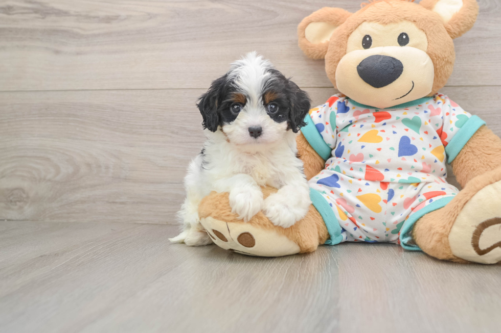Cavapoo Puppy for Adoption