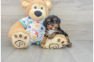 Cavapoo Puppy for Adoption