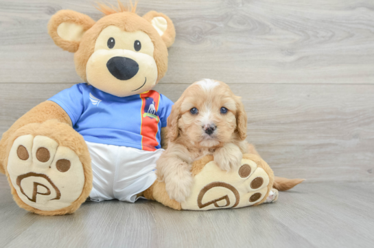 Cavapoo Pup Being Cute