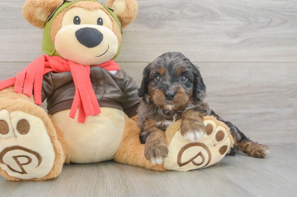6 week old Cavapoo Puppy For Sale - Simply Southern Pups