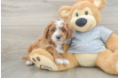 Smart Cavapoo Poodle Mix Pup