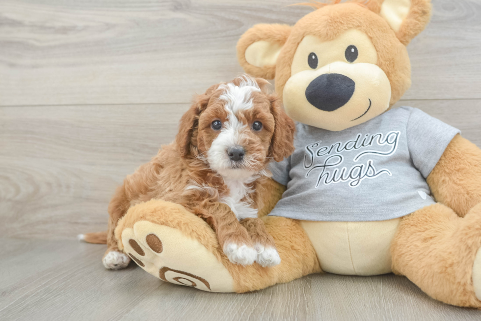 Smart Cavapoo Poodle Mix Pup
