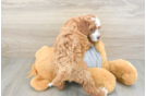 Cavapoo Puppy for Adoption
