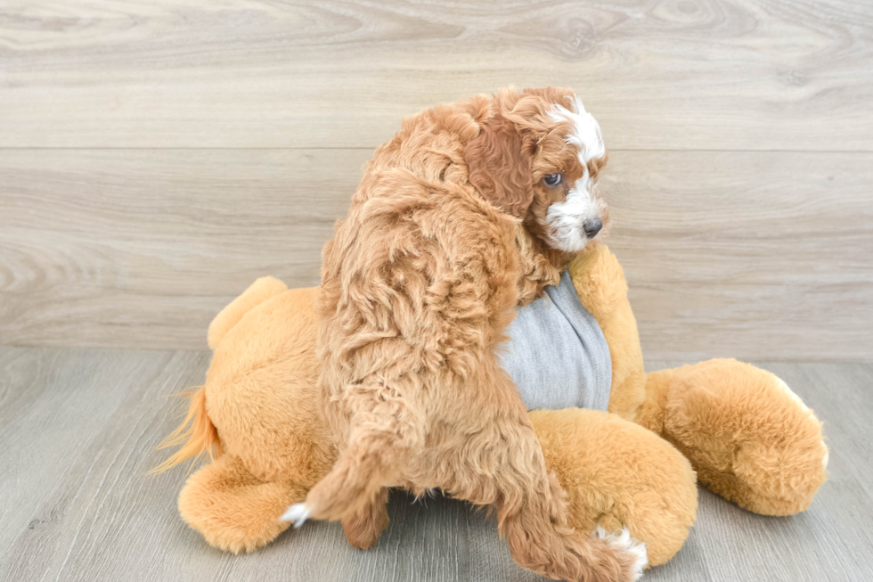 Cavapoo Puppy for Adoption