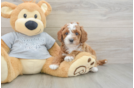 Best Cavapoo Baby