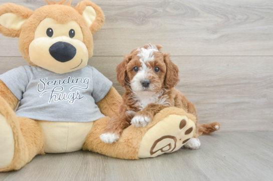 Best Cavapoo Baby