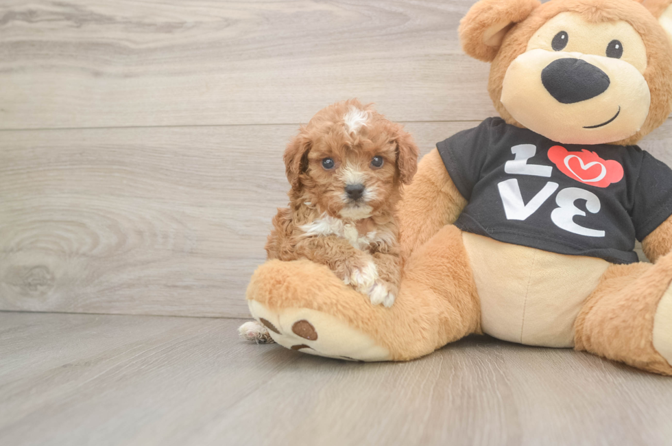 6 week old Cavapoo Puppy For Sale - Simply Southern Pups