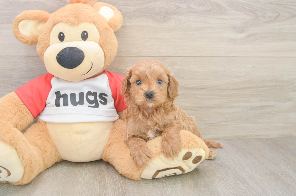 5 week old Cavapoo Puppy For Sale - Simply Southern Pups