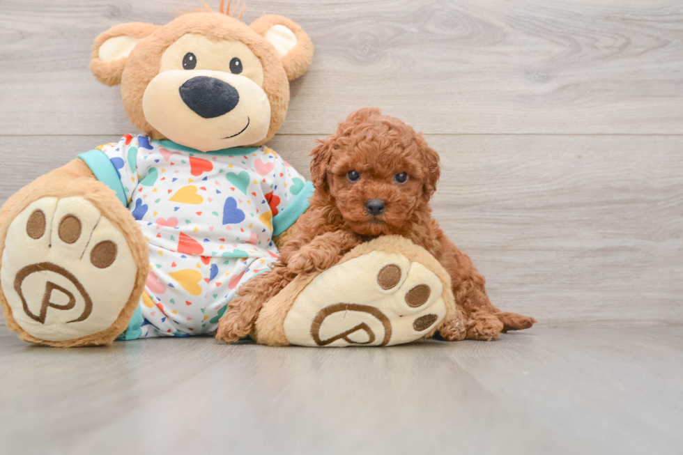 Cavapoo Pup Being Cute