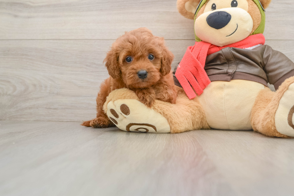 Friendly Cavapoo Baby