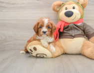 6 week old Cavapoo Puppy For Sale - Simply Southern Pups
