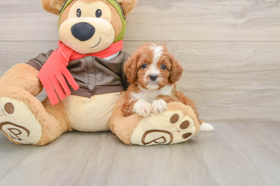 Adorable Cavalier King Charles Spaniel and Poodle Mix Poodle Mix Puppy