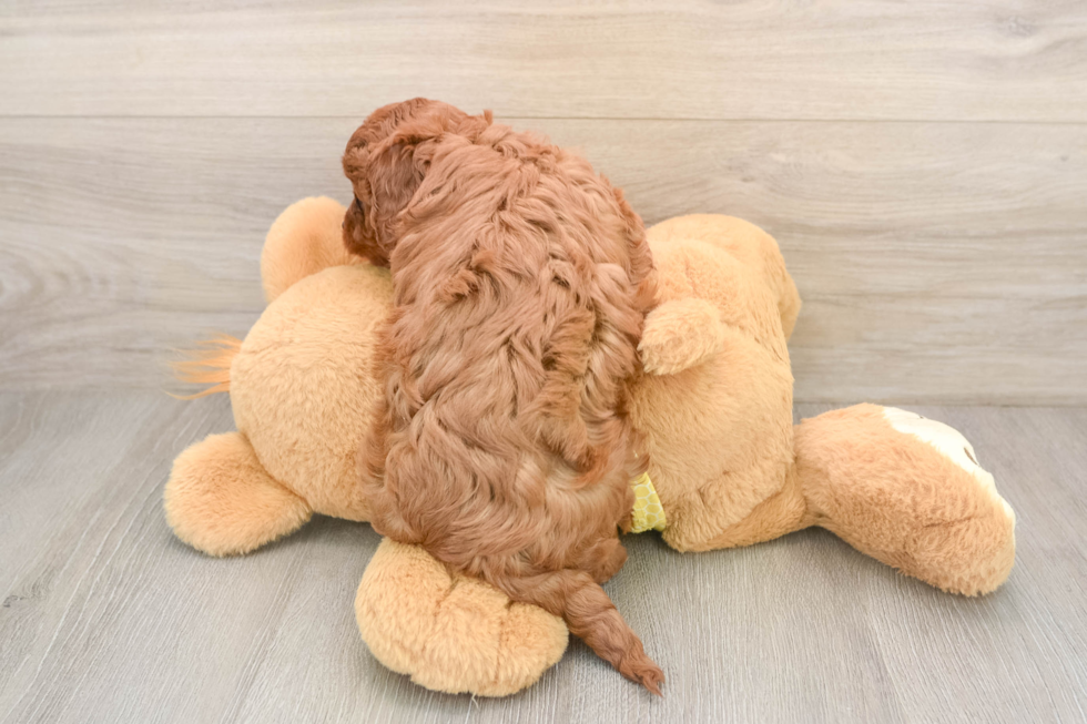 Small Cavapoo Baby