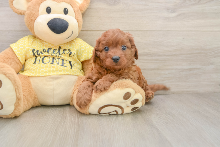 Best Cavapoo Baby