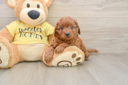 Best Cavapoo Baby