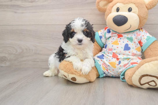 Cute Cavapoo Baby