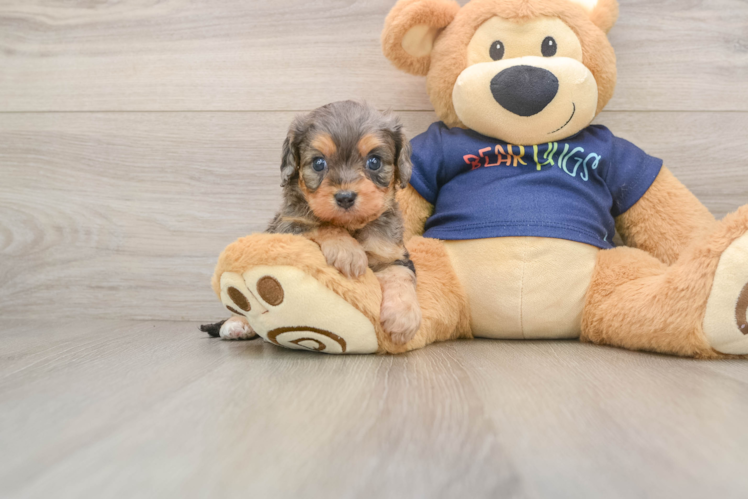 Little Cavipoo Poodle Mix Puppy