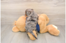 Popular Cavapoo Poodle Mix Pup