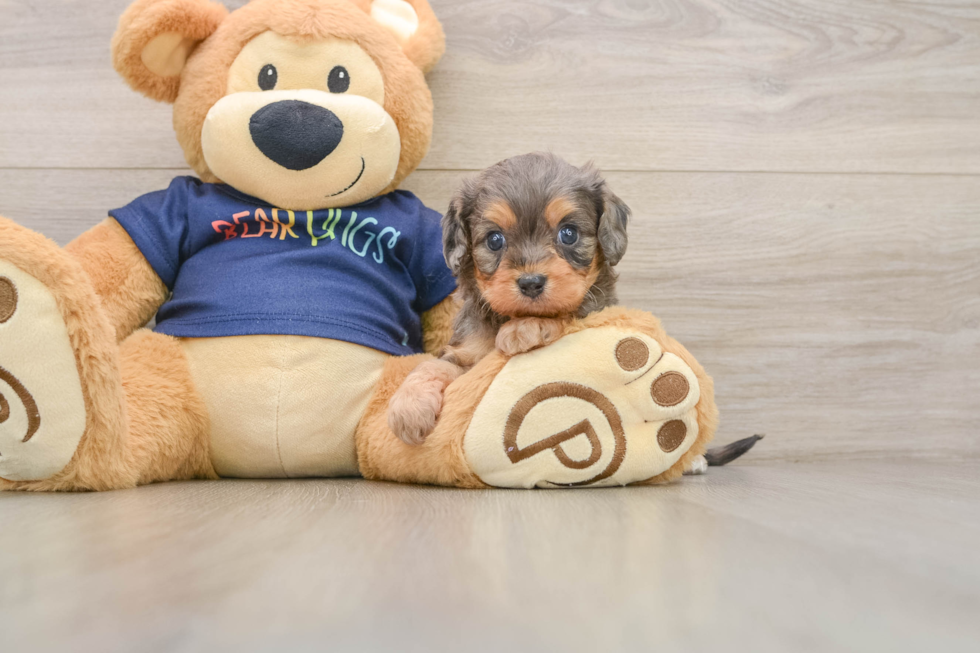 Cavapoo Pup Being Cute