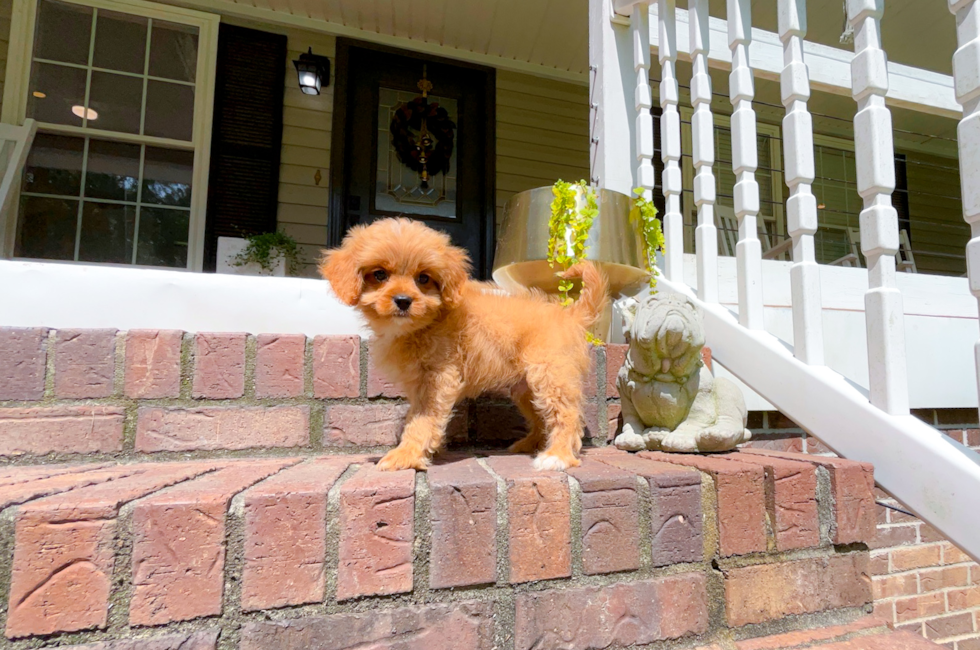10 week old Cavapoo Puppy For Sale - Simply Southern Pups